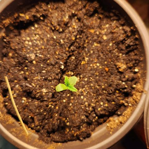 Shishkaberry growlog photo: 13cm, 9cm, 7cm, 5cm