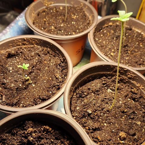 Shishkaberry growlog photo: 13cm, 9cm, 7cm, 5cm