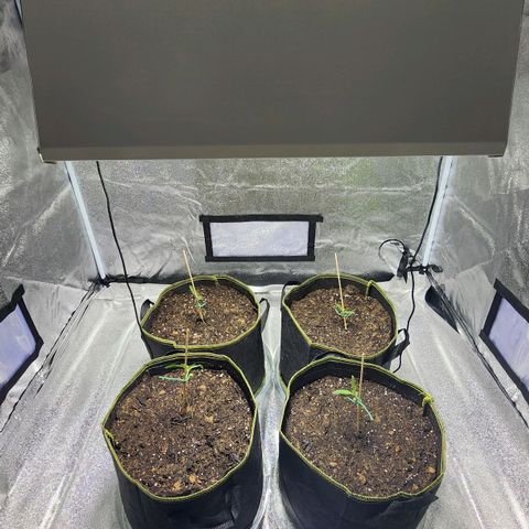 Shishkaberry growlog timeline photo