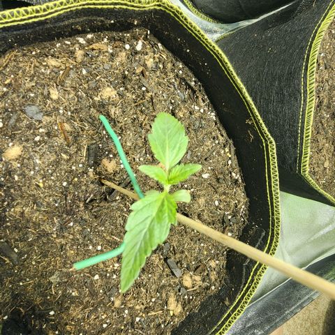 Shishkaberry growlog timeline photo