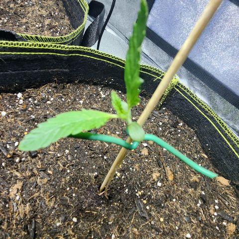Shishkaberry growlog timeline photo