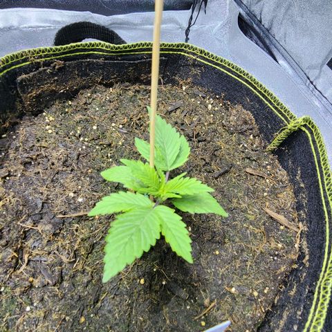 Shishkaberry growlog timeline photo