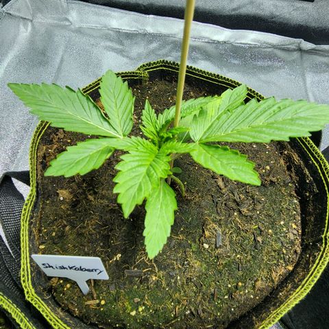Shishkaberry growlog timeline photo