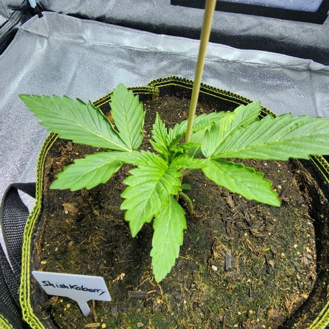 Shishkaberry growlog timeline photo