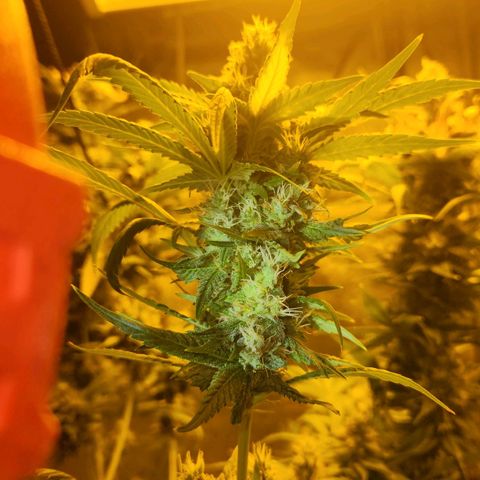 Shishkaberry growlog photo: Flowering stage