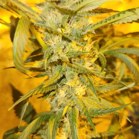 Shishkaberry growlog photo: Flowering stage