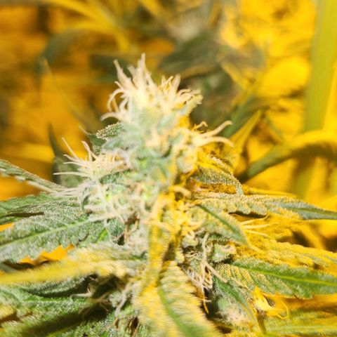 Shishkaberry growlog photo: Flowering stage