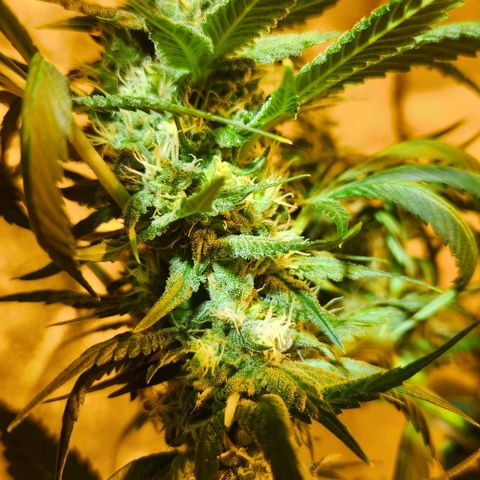 Shishkaberry growlog photo: Flowering stage