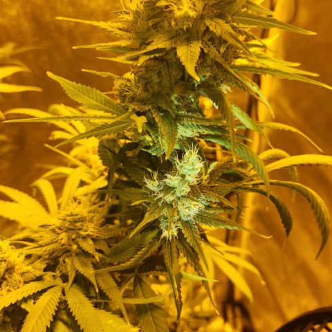 Shishkaberry growlog timeline photo