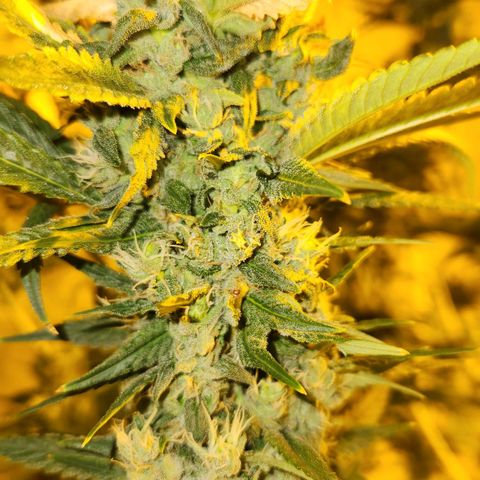 Shishkaberry growlog timeline photo