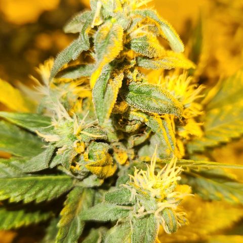 Shishkaberry growlog timeline photo