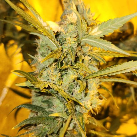 Shishkaberry growlog timeline photo
