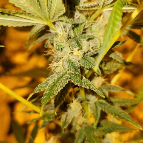Shishkaberry growlog photo: Not quite ready. Lots of clear trichomes still. Pistils still sticking up and white.