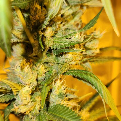 Shishkaberry growlog photo: Not quite ready. Lots of clear trichomes still. Pistils still sticking up and white.