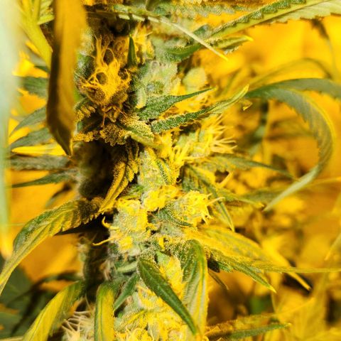 Shishkaberry growlog photo: Not quite ready. Lots of clear trichomes still. Pistils still sticking up and white.