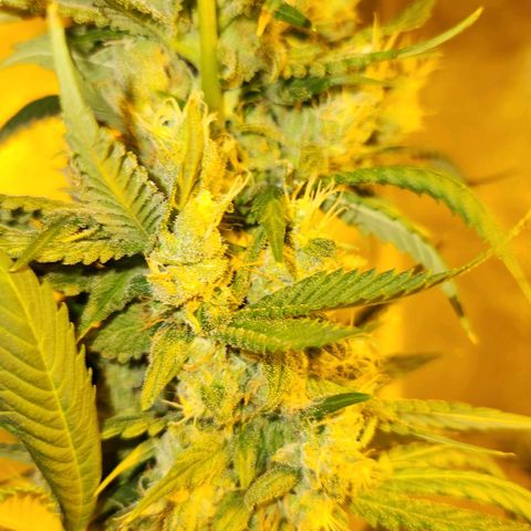 Shishkaberry growlog photo: Not quite ready. Lots of clear trichomes still. Pistils still sticking up and white.