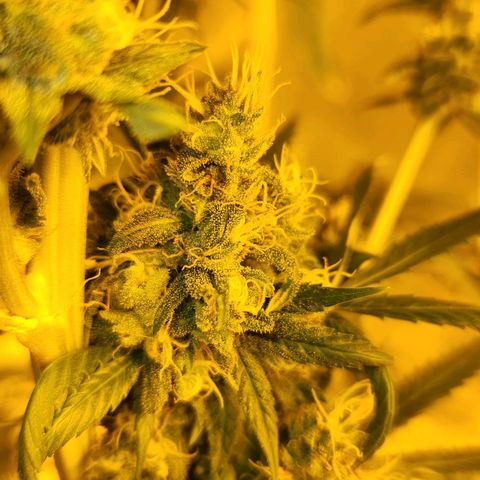 Shishkaberry growlog photo: Not quite ready. Lots of clear trichomes still. Pistils still sticking up and white.