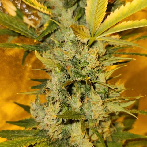 Shishkaberry growlog photo: Think I'm close to harvesting!