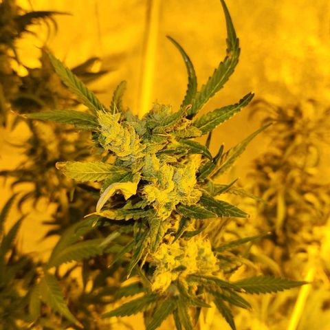 Shishkaberry growlog photo: Think I'm close to harvesting!