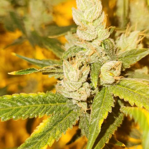 Shishkaberry growlog photo: Think I'm close to harvesting!