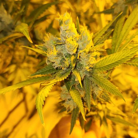 Shishkaberry growlog photo: Think I'm close to harvesting!