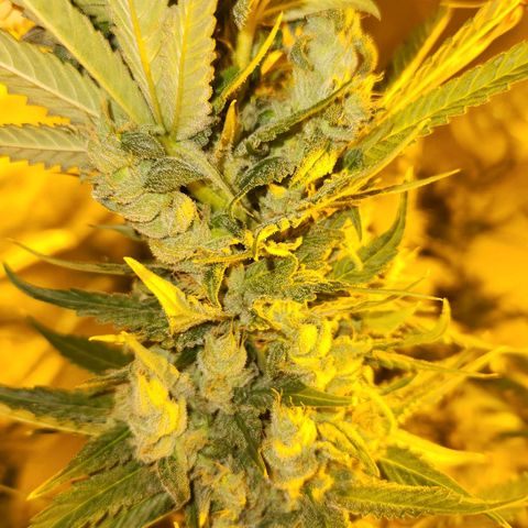 Shishkaberry growlog photo: Think I'm close to harvesting!
