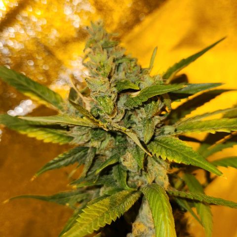 Shishkaberry growlog photo: Think I'm close to harvesting!