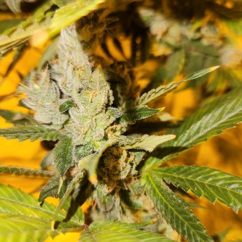 Shishkaberry growlog photo: Think I'm close to harvesting!