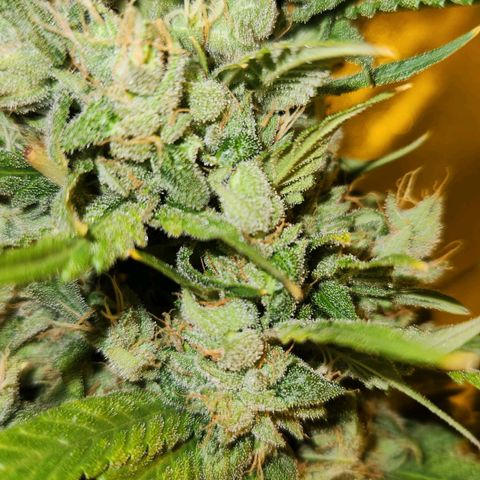 Shishkaberry growlog photo: Think I'm close to harvesting!