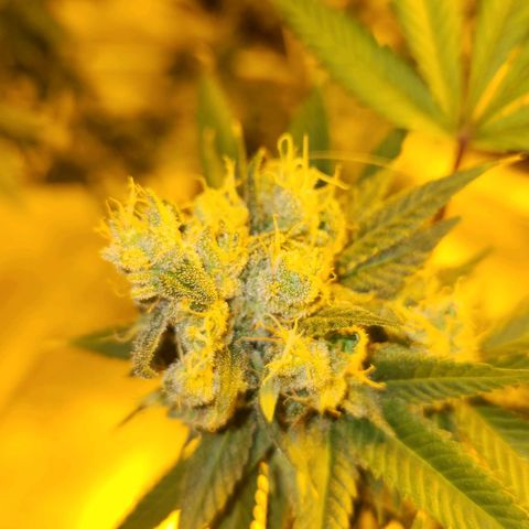 Shishkaberry growlog photo: Think I'm close to harvesting!