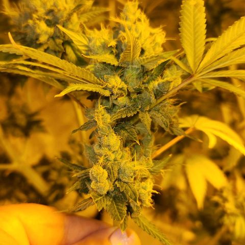 Shishkaberry growlog photo: Still see a lot of clear trichomes. Colas are getting really heavy and falling over.