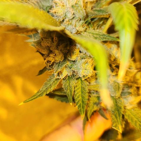 Shishkaberry growlog photo: Still see a lot of clear trichomes. Colas are getting really heavy and falling over.