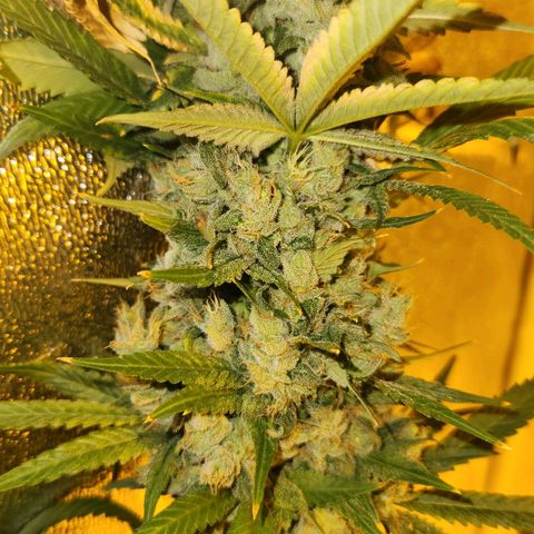 Shishkaberry growlog photo: Still see a lot of clear trichomes. Colas are getting really heavy and falling over.