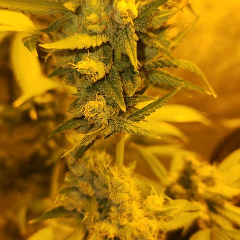 Shishkaberry growlog photo: Still see a lot of clear trichomes. Colas are getting really heavy and falling over.