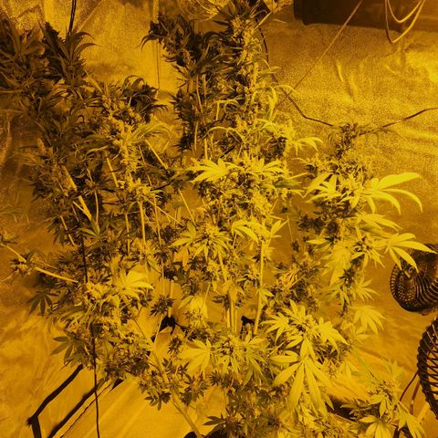 Shishkaberry growlog photo: Still see a lot of clear trichomes. Colas are getting really heavy and falling over.