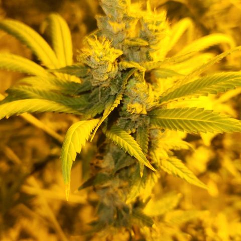 Shishkaberry growlog photo: Still see a lot of clear trichomes. Colas are getting really heavy and falling over.