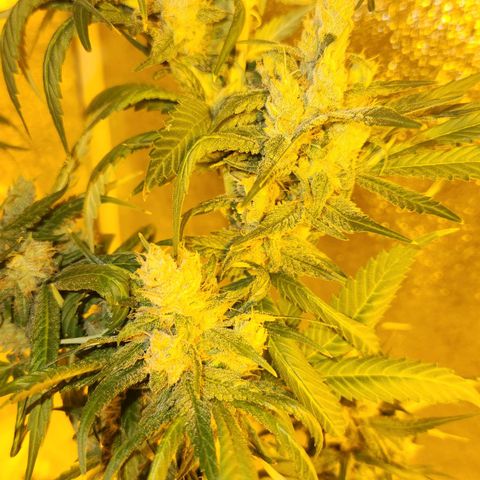 Shishkaberry growlog photo: Still see a lot of clear trichomes. Colas are getting really heavy and falling over.
