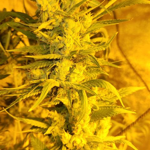 Shishkaberry growlog photo: Still see a lot of clear trichomes. Colas are getting really heavy and falling over.