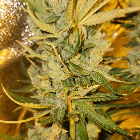 Shishkaberry growlog photo: Still see a lot of clear trichomes. Colas are getting really heavy and falling over.