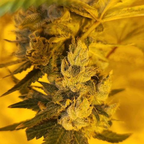 Shishkaberry growlog timeline photo