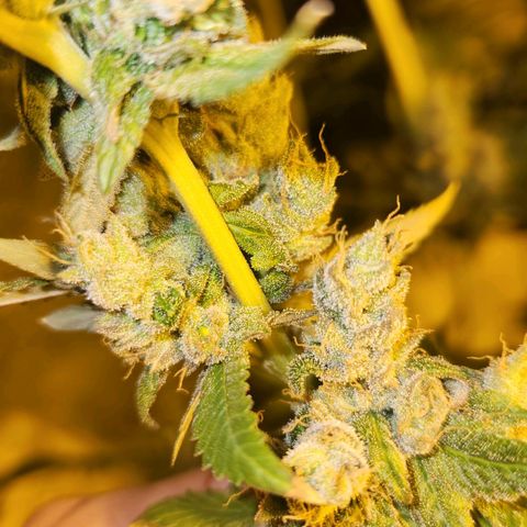 Shishkaberry growlog timeline photo