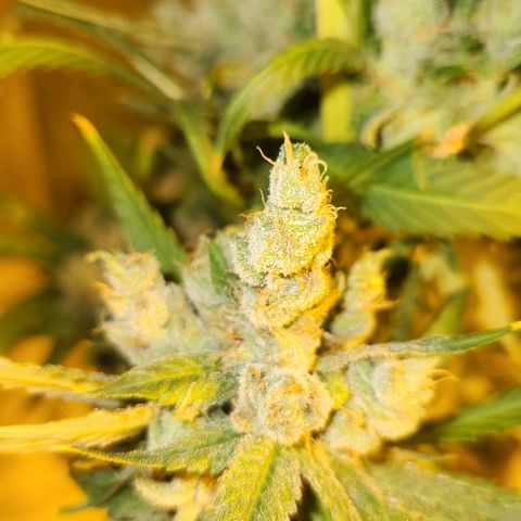 Shishkaberry growlog timeline photo