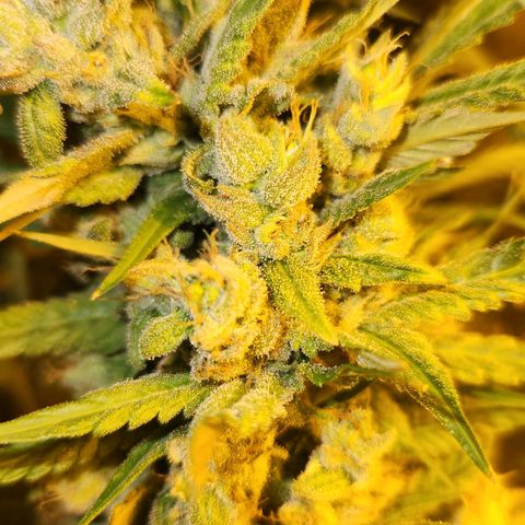 Shishkaberry growlog timeline photo