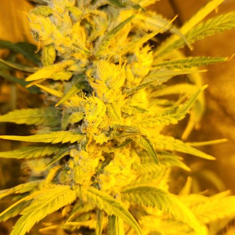 Shishkaberry growlog timeline photo