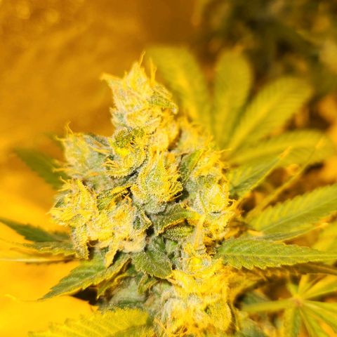 Shishkaberry growlog timeline photo