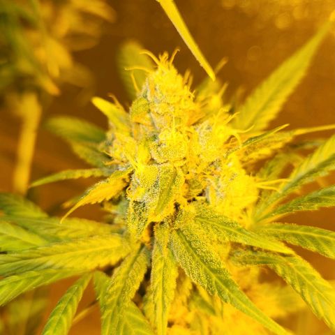 Shishkaberry growlog timeline photo