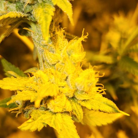 Shishkaberry growlog timeline photo