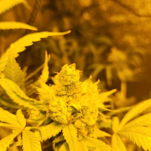 Shishkaberry growlog timeline photo