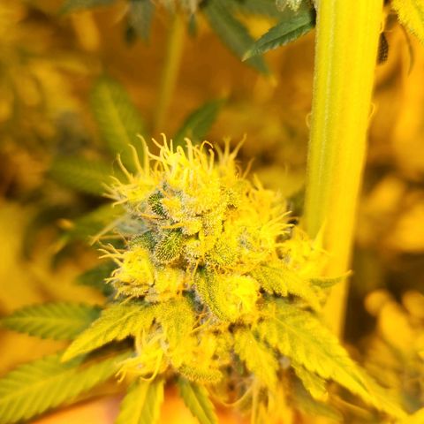 Shishkaberry growlog timeline photo