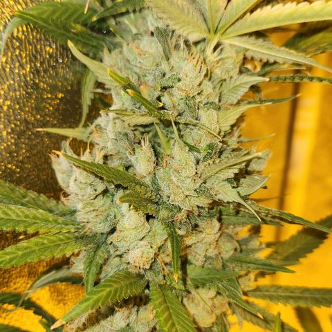 Shishkaberry growlog timeline photo